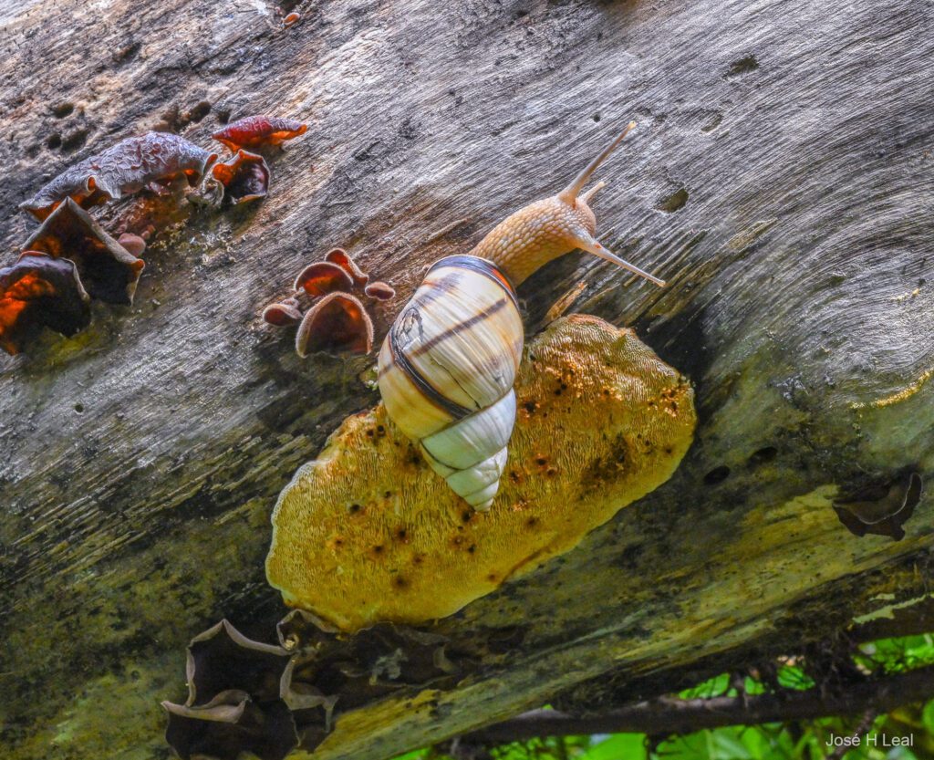 Shell museum conducting community project